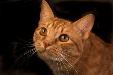 Orange tabby cat isloated