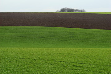 Champ cultivé dans l'Aisne, Picardie