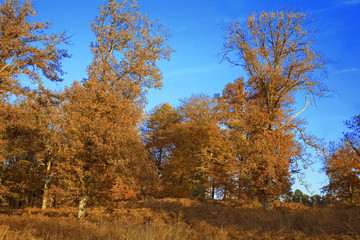 Fototapeta premium france, forêt de rambouillet : hêtres, fougères & feuilles d'au