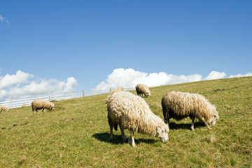 Sheep in mountain