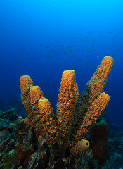 Fototapeta premium Branching tube sponge