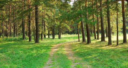winding path through misty forest