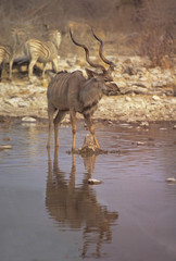Africa-Greater kudu
