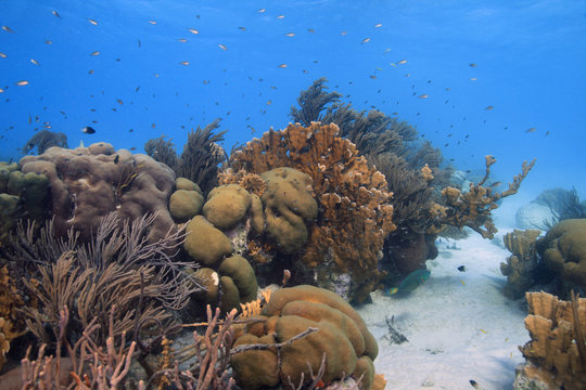 Fototapeta Coral reef scene