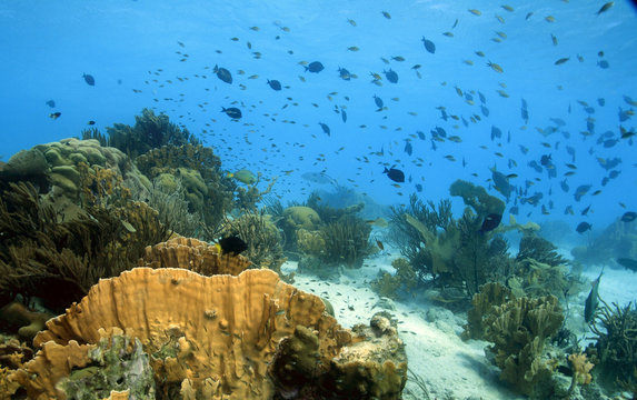 Fototapeta Coral reef scene