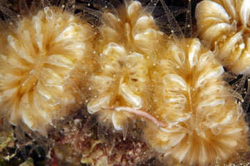 Smooth Flower Coral (Eusmilia fastigiata)