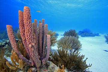 Naklejka premium Coral landscape