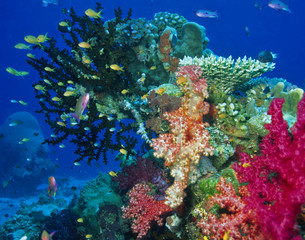Soft coral reef scene