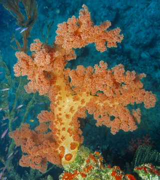 Fototapeta Soft coral reef scene