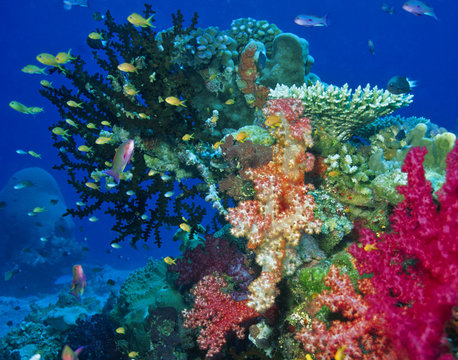 Fototapeta Soft coral reef scene