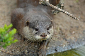 Otter beim trinken