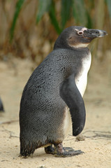 Pinguin beim Laufen
