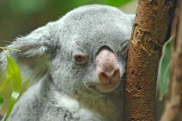 Koalabär beim Dösen