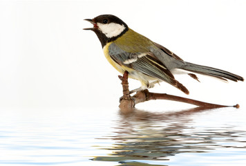 titmouse