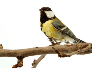 titmouse