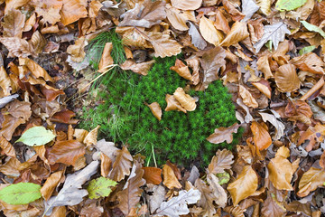 france,forêt de rambouillet : mousse & feuilles d'automne