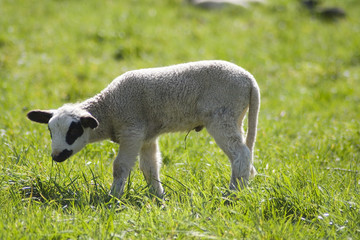 Lamm Ostern Schaaf