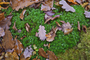 forêt de rambouillet : mousse & feuilles d'automne