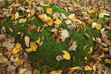 france,forêt de rambouillet : mousse & feuilles d'automne