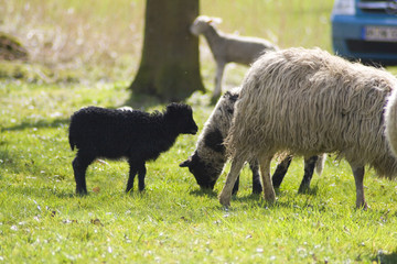 Lamm Ostern Schaaf