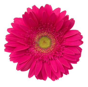 beautiful daisy