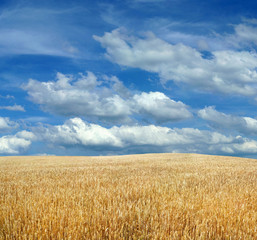 Wheat field under blue sky