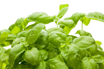 Grüner Basilikum - Nahaufnahme mit Tropfen