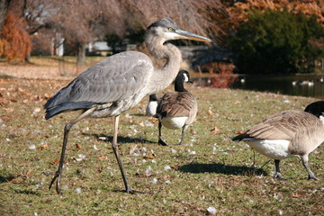Obraz premium blue heron running