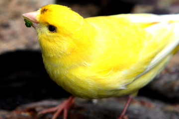 yellow bird