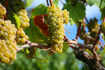 Chardonnay Grapes in Vineyard