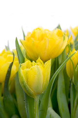 Naklejka premium Bouquet of yellow tulips