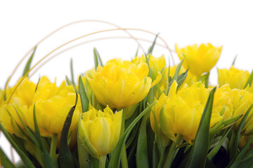 Bouquet of yellow tulips