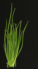 chives fresh from a garden