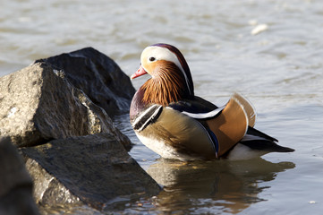 Pato mandarin al sol