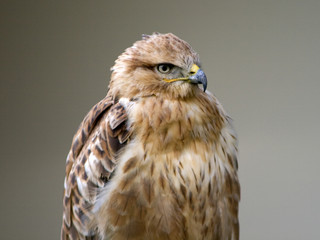 Bussard