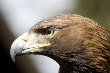 Steinadler
