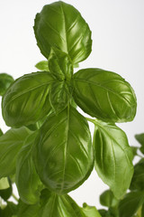 Basilikum Blätter - Basil Leaves