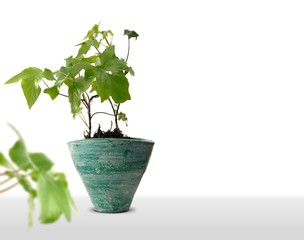 photographie d'une plante en pot