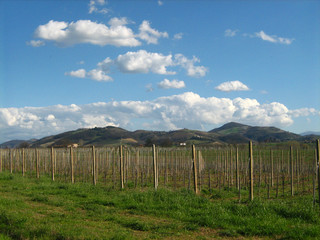 Fototapeta premium Colline dell'Oltre Po Pavese