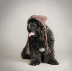 Newfoundland dog puppy at hat