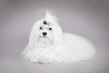 Maltese dog