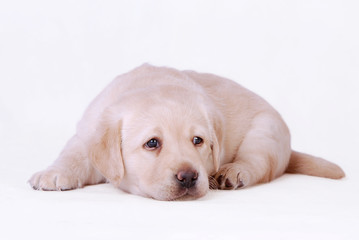 Labrador puppy