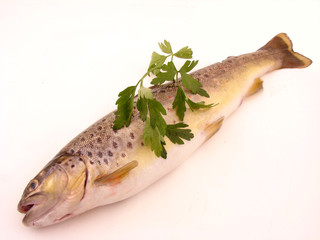 Trout fish