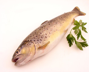 Trout