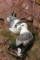 pareja de fulmares