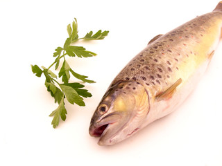 Trout isolated