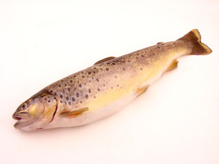 Trout