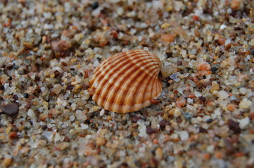 sable et coquillage