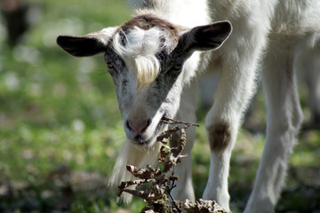 capra mentre mangia un rametto con foglie secche 