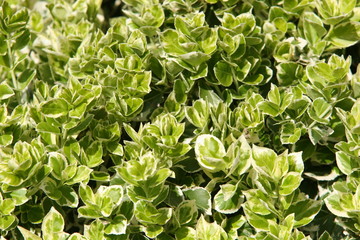 Euonymus shrub